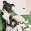 One Naughty Dog